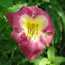 Hemerocallis Galileo